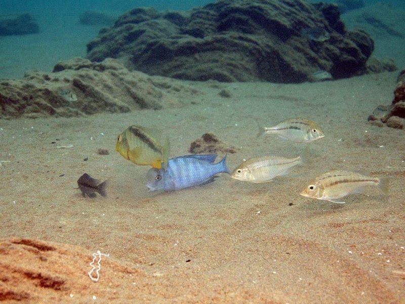 Cyrtocara moorii 'Malopa'